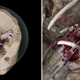 Image for article titled Coffee Table Showing Boba Fett’s Death Really Ties a Room Together